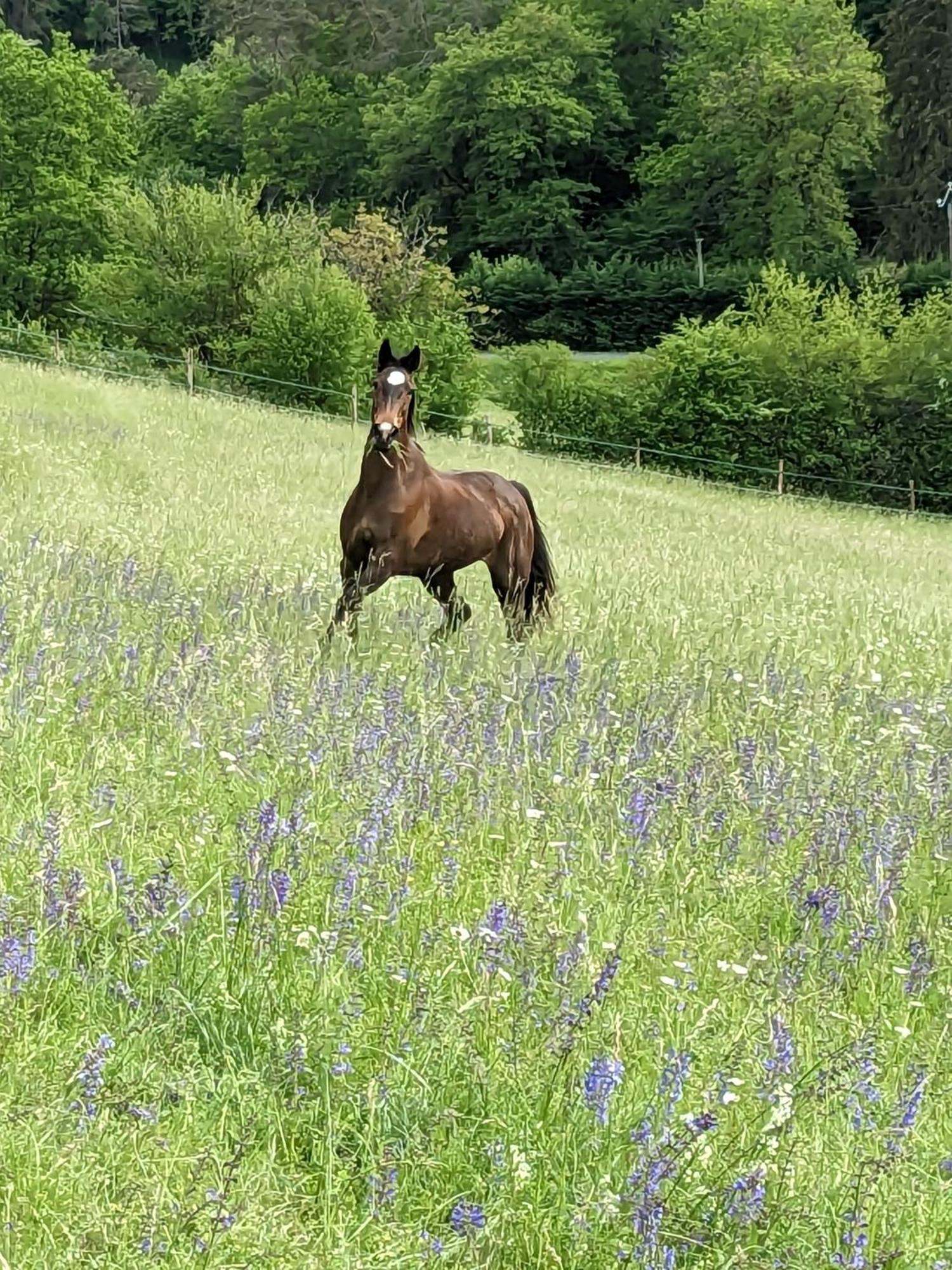 La Grange Symphorine, Chambre D'Hotes De Charme Situee Entre La Vallee De La Dordogne Et La Vallee De La Vezere Meyrals Екстериор снимка